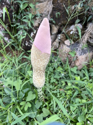 Amorphophallus muelleri