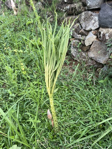 Amorphophallus muelleri, photograph 2