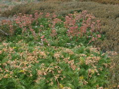 Aciphylla glacialis