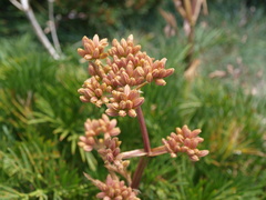 Aciphylla glacialis