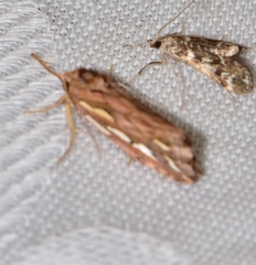 Meyrickella torquesauria