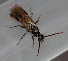 Ophthalmopone hottentota