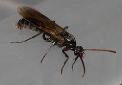 Ophthalmopone hottentota