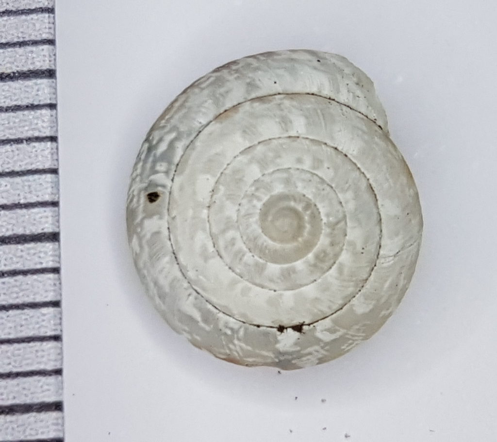 Xeroplexa arrabidensis