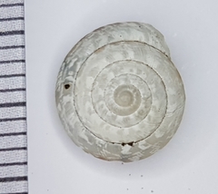 Xeroplexa arrabidensis