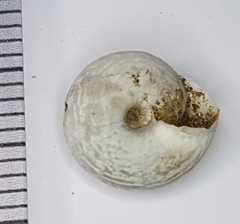 Xeroplexa arrabidensis