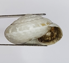 Xeroplexa arrabidensis