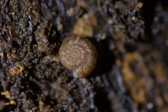 Cavellia anguicula