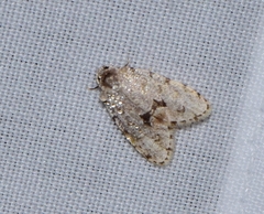 Thallarcha macilenta