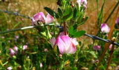 Ononis arvensis