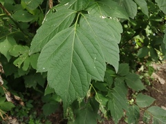 Acer negundo