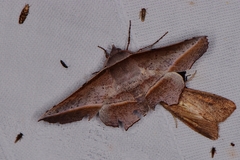 Oenochroma vetustaria