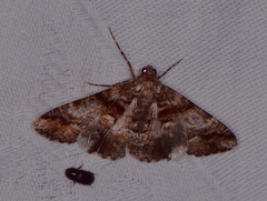 Gastrinodes bitaeniaria