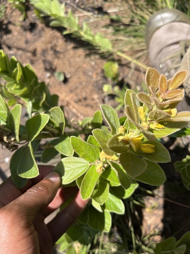 Image of Rhynchosia woodii by no rights reserved