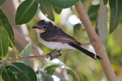 Myiagra ruficollis