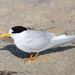 Australasian Fairy Tern - Photo (c) Ray Turnbull, some rights reserved (CC BY-NC), uploaded by Ray Turnbull