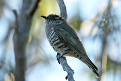 Chrysococcyx minutillus