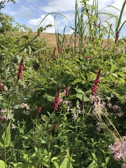 Bistorta amplexicaulis