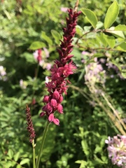 Bistorta amplexicaulis