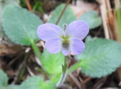 Viola diffusa