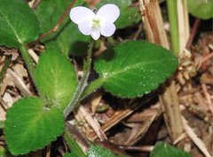 Viola diffusa