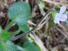 Viola diffusa