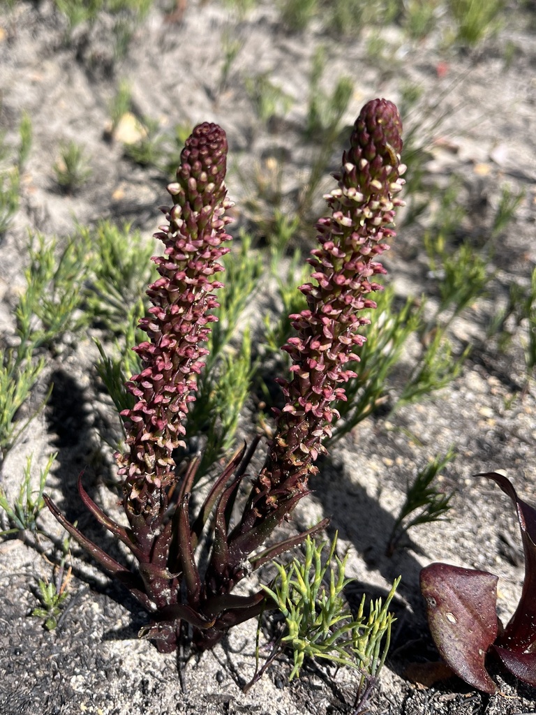 Disa conferta