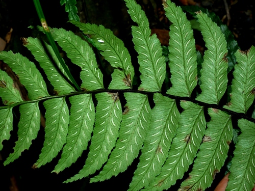 Image of Big-Ear Twinsorus Fern (Diplazium wichurae) by (c) Jacy Chen, some rights reserved (CC BY)