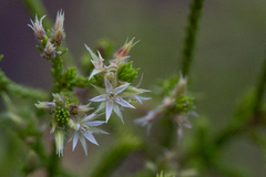 Calytrix achaeta