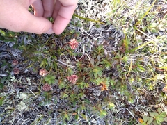 Tofieldia coccinea
