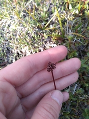 Tofieldia coccinea