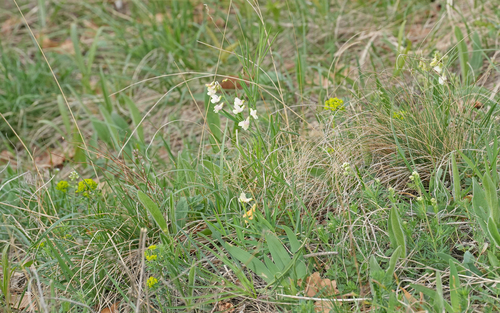 Image of Lathyrus pannonicus by (c) Julia Moning, some rights reserved (CC BY)