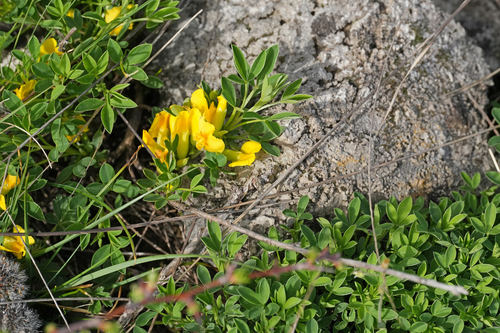 Image of Chamaecytisus ratisbonensis by (c) Julia Moning, some rights reserved (CC BY)