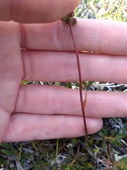 Tofieldia coccinea