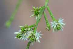 Calytrix achaeta