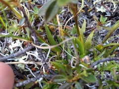 Tofieldia coccinea