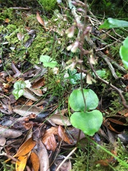 Neottia smallii