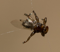 Lipoptena depressa