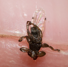 Lipoptena depressa