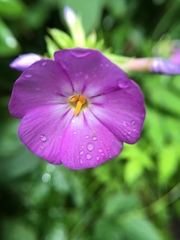 Phlox ovata