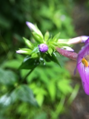 Phlox ovata