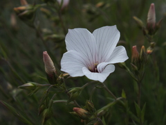 Linum suffruticosum