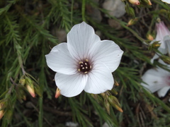 Linum suffruticosum