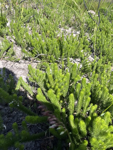 Image of Aspalathus incurvifolia by (c) Charleen Brunke, some rights reserved (CC BY)