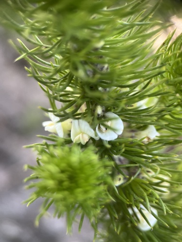 Image of Aspalathus incurvifolia by (c) Charleen Brunke, some rights reserved (CC BY)