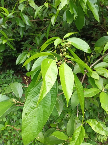 Mallotus rhamnifolius observed 2024-11-04