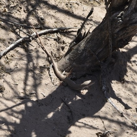 Longtail Whiptail, Aurivela longicauda