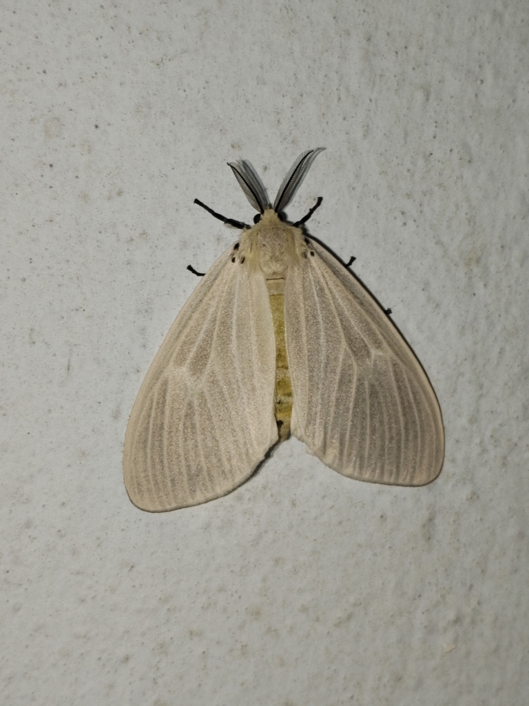 Cispia ochrophaea