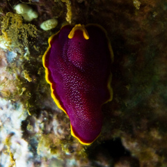 Pseudoceros ferrugineus