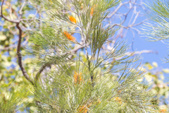 Grevillea pteridifolia